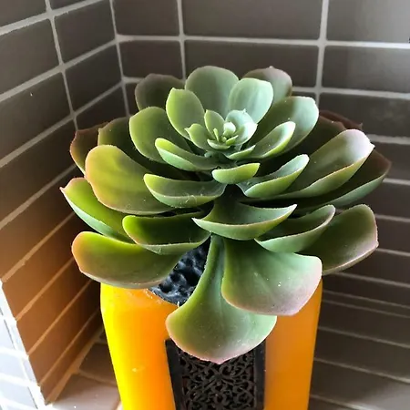 Smart Mare & Movida 公寓 佩斯卡拉